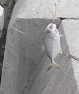 豆アジ ネンブツダイメッキ